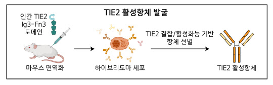 IBS 바이오분자·세포구조 연구단과 혈관 연구단은 손상된 혈관을 정상화하는 'TIE2 활성 항체'를 정상세포와 암세포를 융합한 '하이브리도마 세포' 기술을 통해 개발했다.   IBS 제공